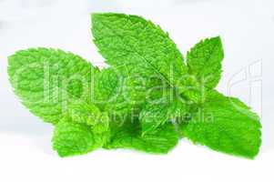 Mint close up on a white background