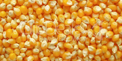 Maize corn