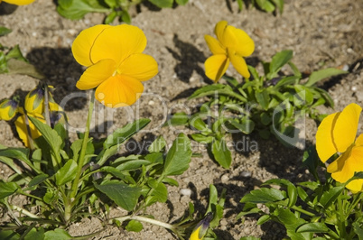 Yellow pansy