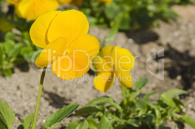 Yellow pansy