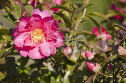 Japanese Camellia, Camellia japonica
