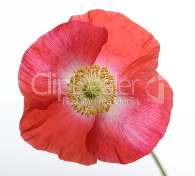 Poppy Flower