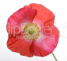 Poppy Flower