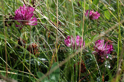 Klee - Trifolium pratense