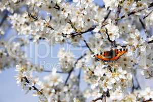 Schmetterling auf Kirschblüte