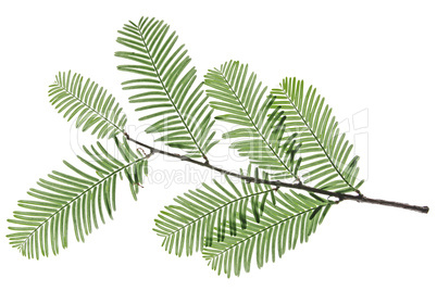 Mammutbaum (Metasequoia glyptostroboides)