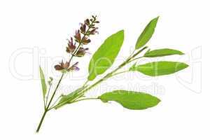 Salbei (Salvia officinalis)