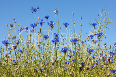 Blühende Kornblumen in Rapsfeld