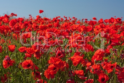 Blühendes Mohnfeld, Klatschmohn