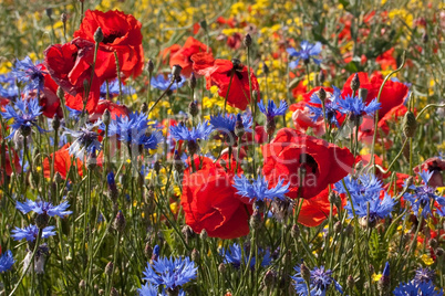 Klatschmohn und Kornblumen in Rapsfeld