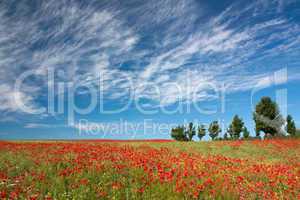 Feld mit Mohn und Raps in Mecklenburg-Vorpommern