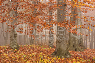 Herbstwald im Nebel, Jasmund, Rügen