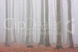 Herbstwald im Nebel, Jasmund, Rügen