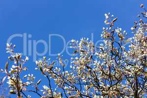 Weisse Blüten vor blauem Himmel