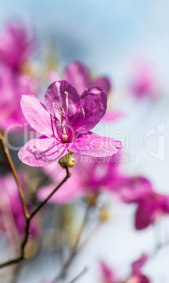 Blüten Nahaufnahme - Lila 4