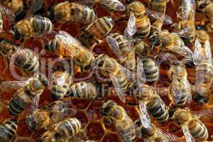 Bienen