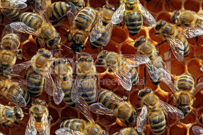 Bienen