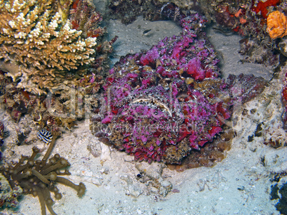 Stonefish (Synanceia verrucosa)