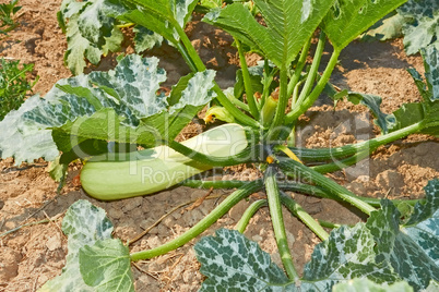 Zucchini plant on soil