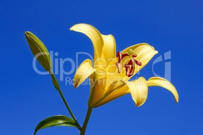 Yellow lily close-up