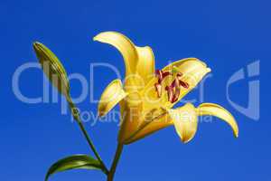 Yellow lily close-up