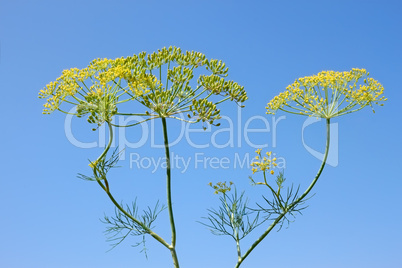 Fennel Inflorescences