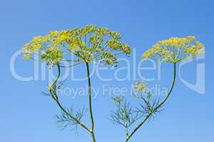 Fennel Inflorescences