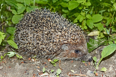 Hedgehog at night