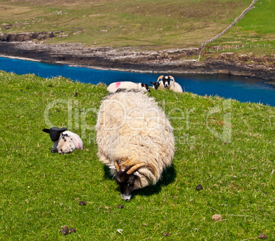 Scottish scenery