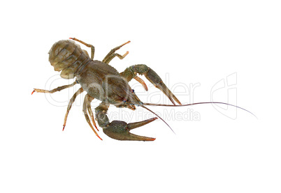 Crayfish On White