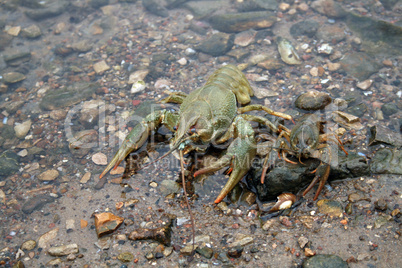 Crayfishes On The River-Bank