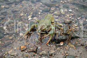 Crayfishes On The River-Bank
