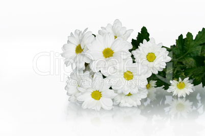 Ox-eye Daisy Bouquet