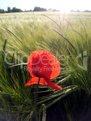 Roter Mohn blüht auf einem Feld