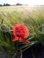 Roter Mohn blüht auf einem Feld