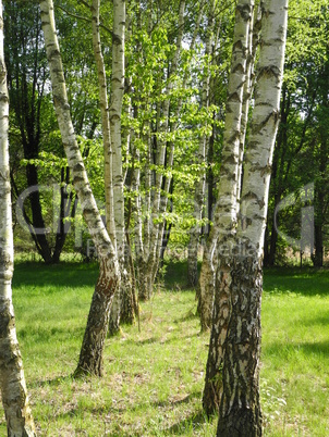 Birken im Frühling