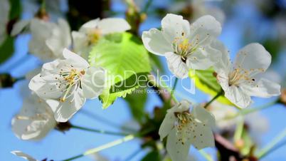 Flowering tree