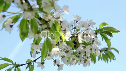 Flowering tree