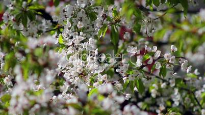 Flowering tree