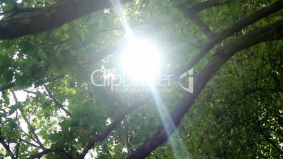 Sun in trees