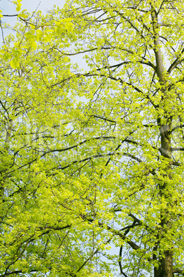 Beautiful green leaves of an American Yellow Wood make pattern b