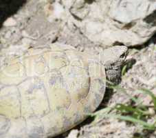 Eastern hermanni tortoise