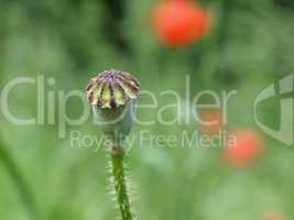 Samenkapsel vom Klatschmohn