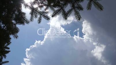 Cumulus Clouds And Spruce Branches