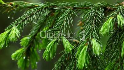 Wet spruce twig.