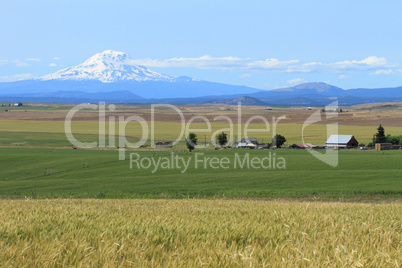 Mount Adams and farm fields