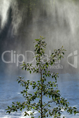 Tree with waterfall mist