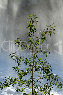 Tree with waterfall mist