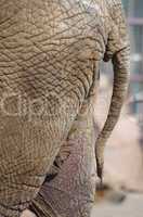 Körperteile eines Elefanten