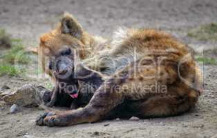 Hyäne mit Nachwuchs